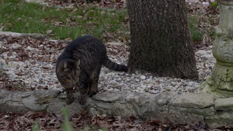 playful tabby cat scratching a tree and walking away over stone path