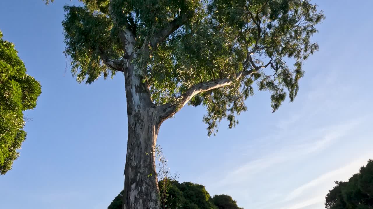 다채로운 건물 근처의 하늘에 대한 나무