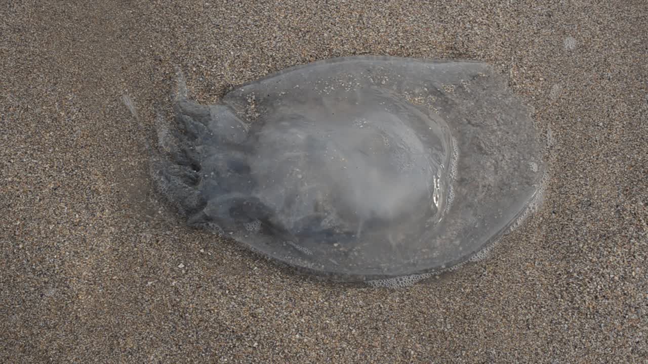 Jellyfish on sand. Shooting on the sea coast