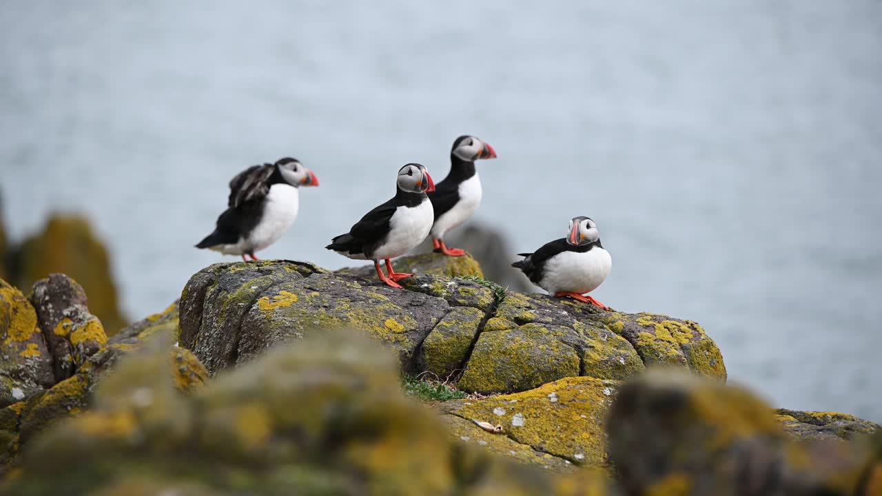 pequeño grupo de frailecillos atlánticos sentados en las rocas al lado del océano extendiendo sus alas