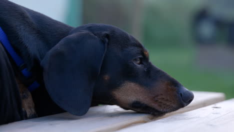 Close-up-of-cute-sleepy-miniature-dachshund-resting-on-wooden-bench