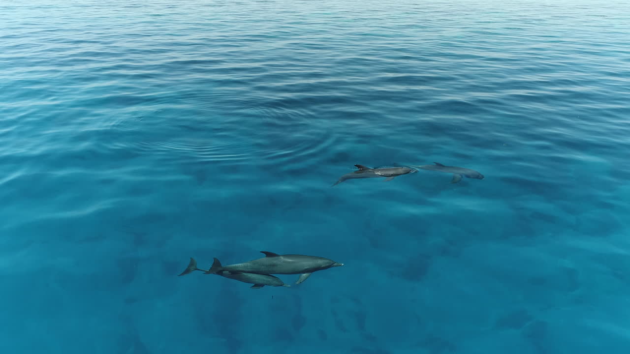 tomada aérea para un grupo de delfines jugando juntos en la superficie del agua del arrecife de coral del mar rojo de egipto, tomada en 4k en bruto