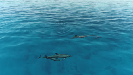tomada aérea para un grupo de delfines jugando juntos en la superficie del agua del arrecife de coral del mar rojo de egipto, tomada en 4k en bruto