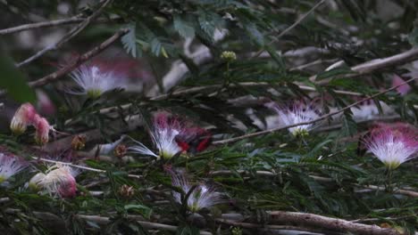 calliandra parviflora and butterfly, detailed view