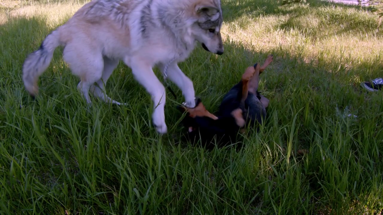 A grey wolf named Koa.
