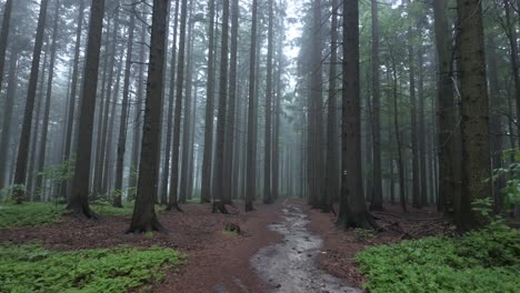 path in deep forest in fog