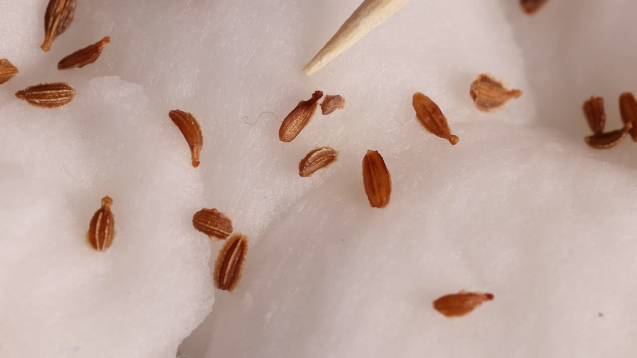 Close-up of seeds placed on cotton wool in a lab setting, highlighting growth potential and scientific observation