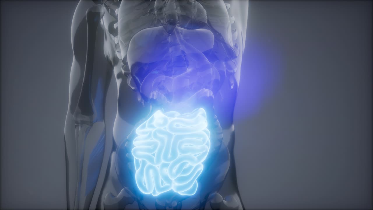 examen de radiología del intestino delgado humano