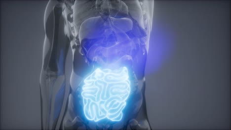 examen de radiología del intestino delgado humano