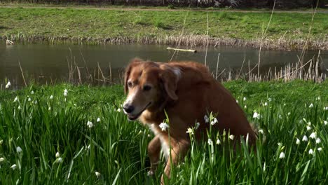 Hovawart-dog-standing-in-grass-close-to-a-pond