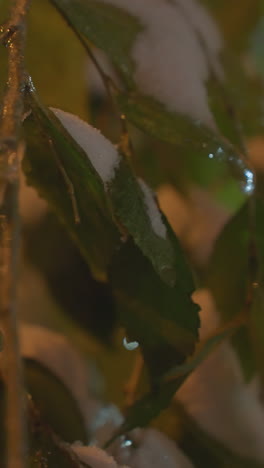 primer plano de hojas verdes heladas que brillan con la luz, balanceándose suavemente, capturando una escena mágica de invierno iluminada por una luz suave y difusa