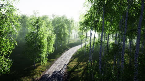 dirty road through summer forest