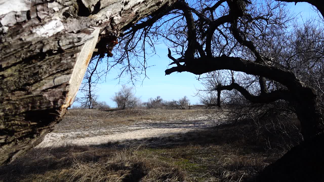 Ripresa di un tronco d'albero, primavera