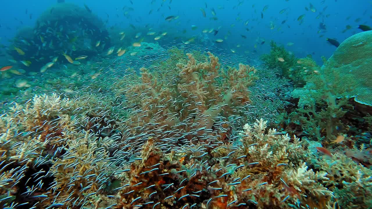 Millions of small convict fish, or engineer gobies, swarming just above a coral reef