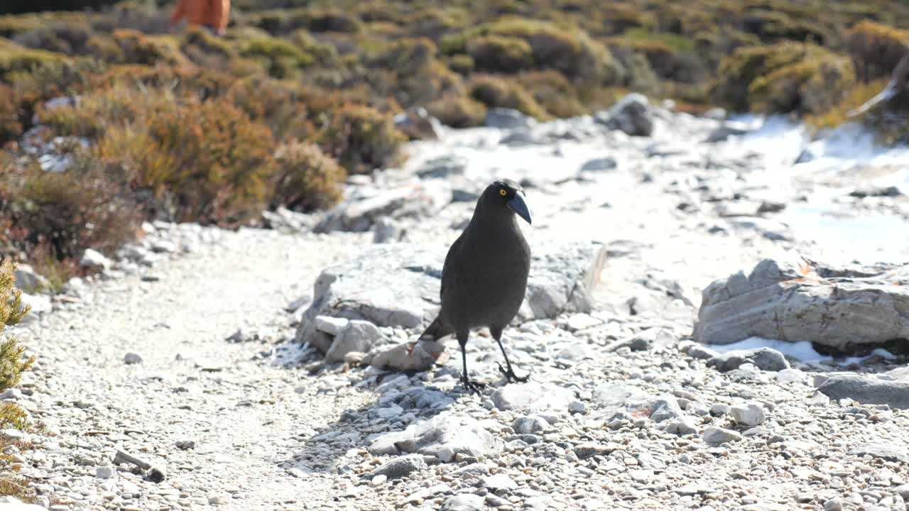 Slow motion footage of black currawong bird walking along white gravel path, tilting head and foraging for food