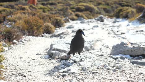 imágenes en cámara lenta de un pájaro currawong negro caminando por un camino de grava blanca, inclinando la cabeza y buscando alimento