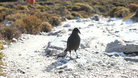 slow motion footage of black currawong bird walking along white gravel path, tilting head and foraging for food