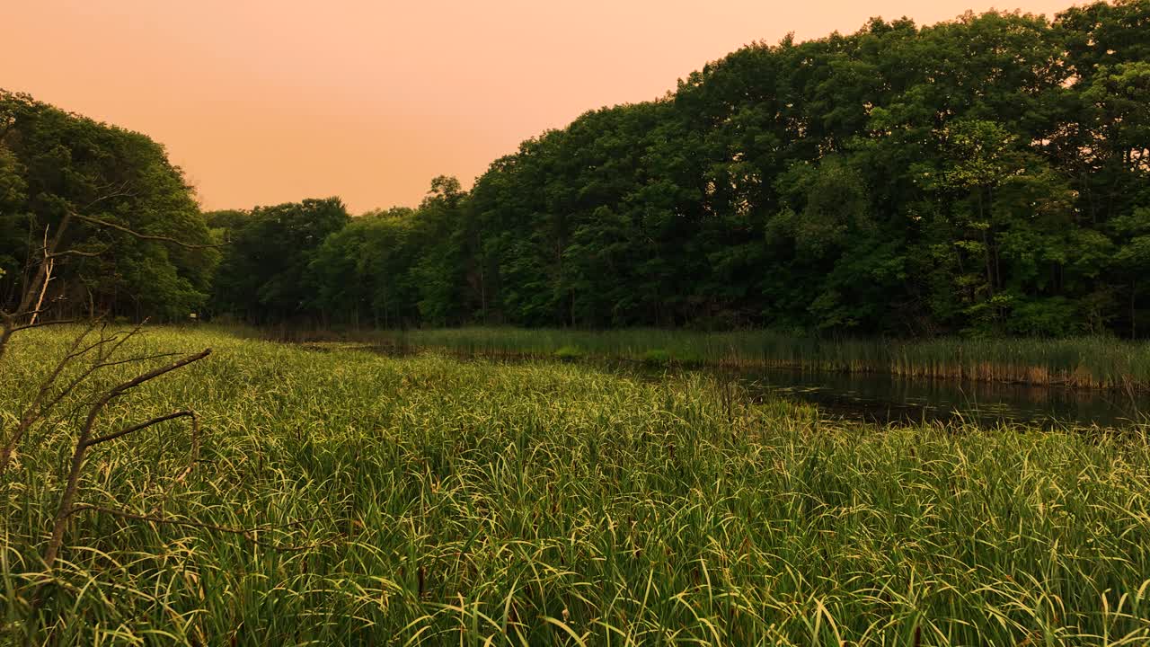 empuje aéreo hacia adelante, bajo sobre las plantas del pantano en una caliente mañana de verano