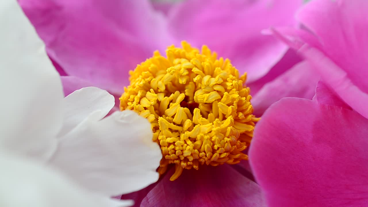 Petali di peonie, fiori. Sfondo di fiori