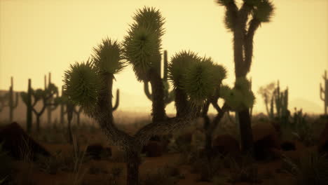 joshua tree desert sunset landscape