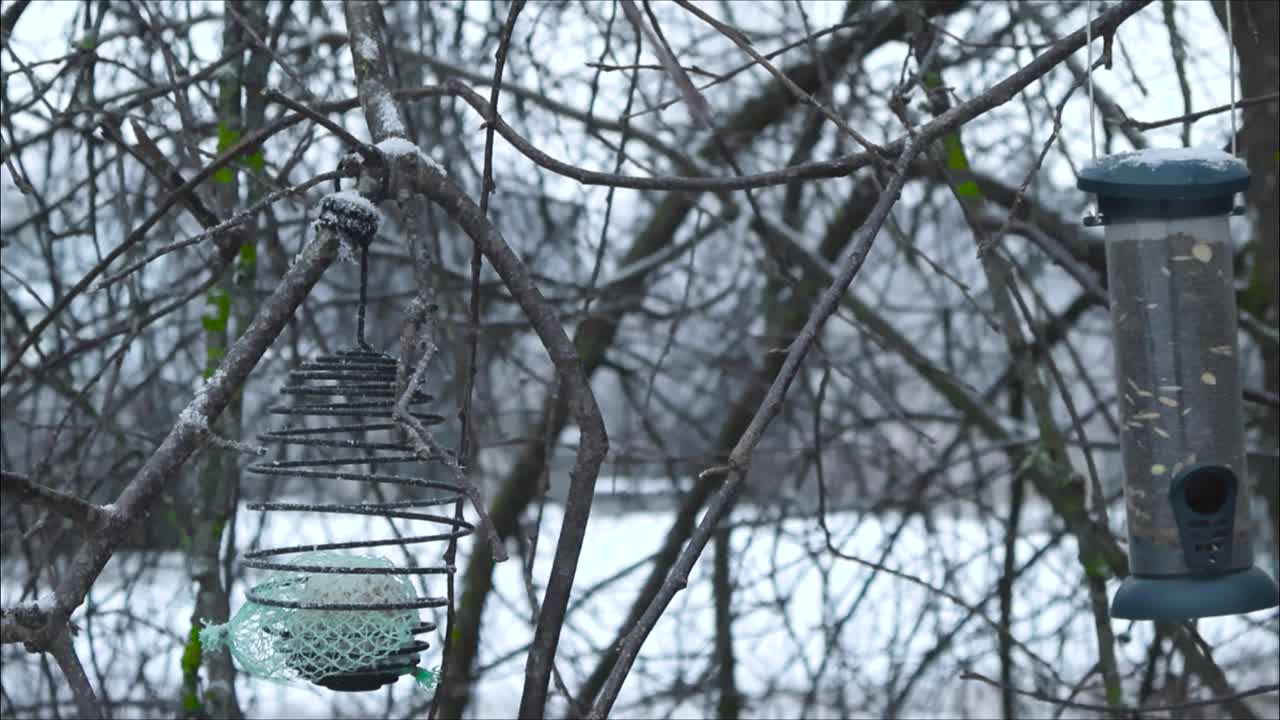 Gorgeous and small little bird feeding houses hanging on white fluffy snow covered tree branches during a winter cloudy day. Moss is visible on the trees with the sky is white and cloudy in the back.