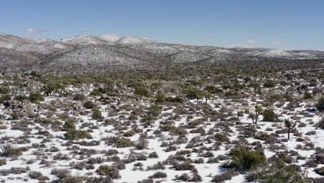 Aerial-view-of-the-Joshua-Trees-National-Park-with-snow-on-a-sunny-day-of-winter