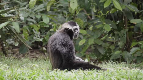 A-close-up-shot-of-an-endangered-Pileated-Gibbon-sitting-on-a-grass-bank-feeding-while-looking-around-on-a-sunny-day