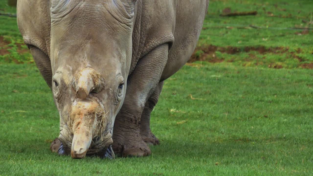 White Square-Lipped Rhinoceros Eats Grass