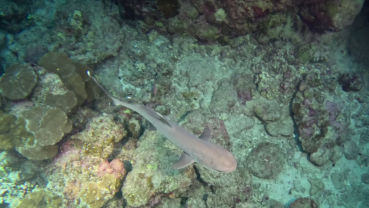 tiburón de arrecife de punta blanca capturado desde arriba en el mar rojo