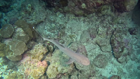 white tip reef shark captured from top in red sea