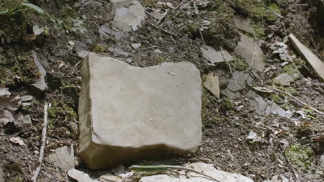 lizard on rocks in the forest