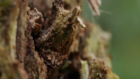 insectos voladores verdes arrastrándose sobre un viejo tronco de árbol