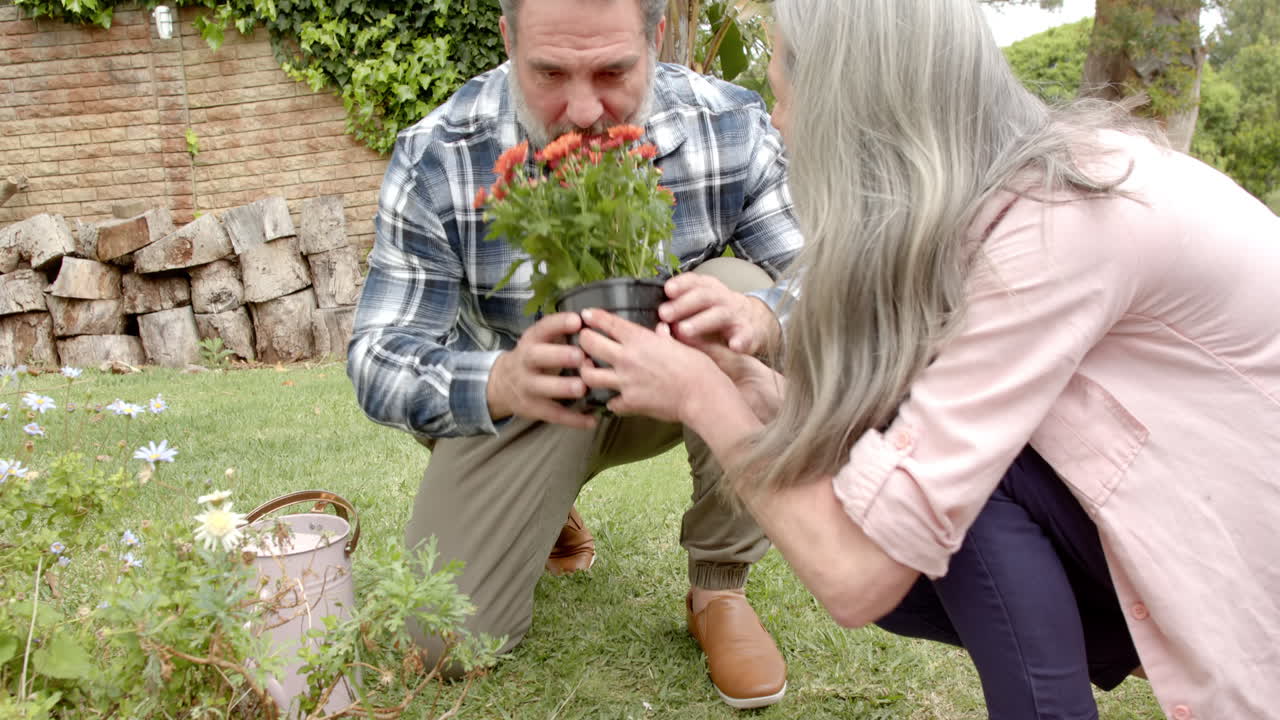 Mature couple gardening together, planting vibrant flowers in backyard garden