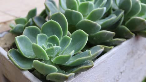 Primer-Plano-De-Las-Gotas-De-Agua-En-Plantas-De-Flores-De-Hojas-Verdes-Frescas-Con-Gotas-De-Agua-De-Lluvia-Sobre-El-Agua,-Tomas-Naturales-De-Plantas