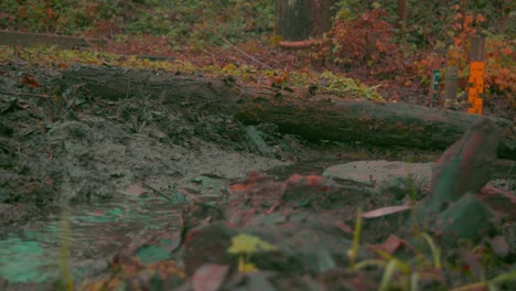 timelapse of crazy poisoned water flowing through a creek in a dark forest at sunset