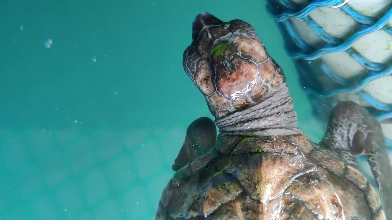 번식 연못의 아기 거북