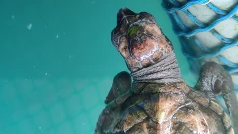 baby turtles in a breeding pond