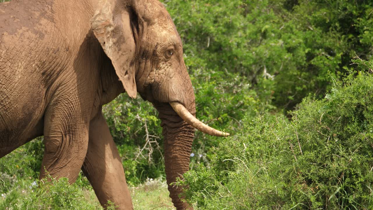 gran elefante africano caminando hacia el bosque