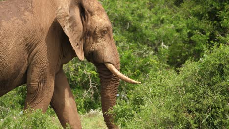 Gran-Elefante-Africano-Caminando-Hacia-El-Bosque