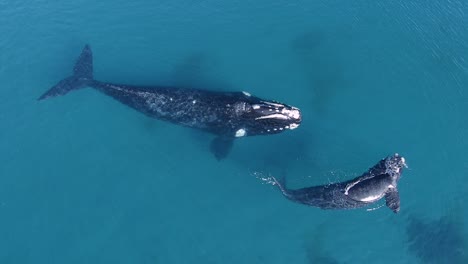 Drone-Disparó-Sobre-Dos-Ballenas-Barbadas,-En-Un-Océano-Poco-Profundo-Y-Turquesa,-En-Península-Valdés,-Argentina---De-Arriba-Hacia-Abajo,-Vista-Aérea---Cámara-Lenta