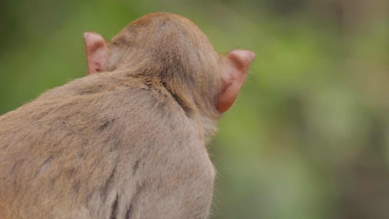 los macacos constituyen un género (macaca) de monos gregarios. los macacos se encuentran en una variedad de hábitats en todo el continente asiático y son altamente adaptables.