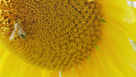close up on sunflower and bee. bright flower of sunflowers with yellow petals.