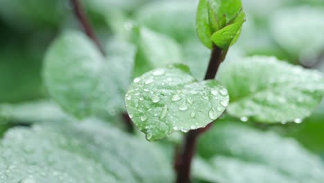 close-up of a green leaf with water drops