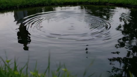 ripples in a pond at sunset