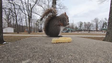la ardilla gris en un parque de la ciudad termina una patata frita y luego toma una diferente y comienza a comerla después de saltar a un banco del parque en cámara lenta