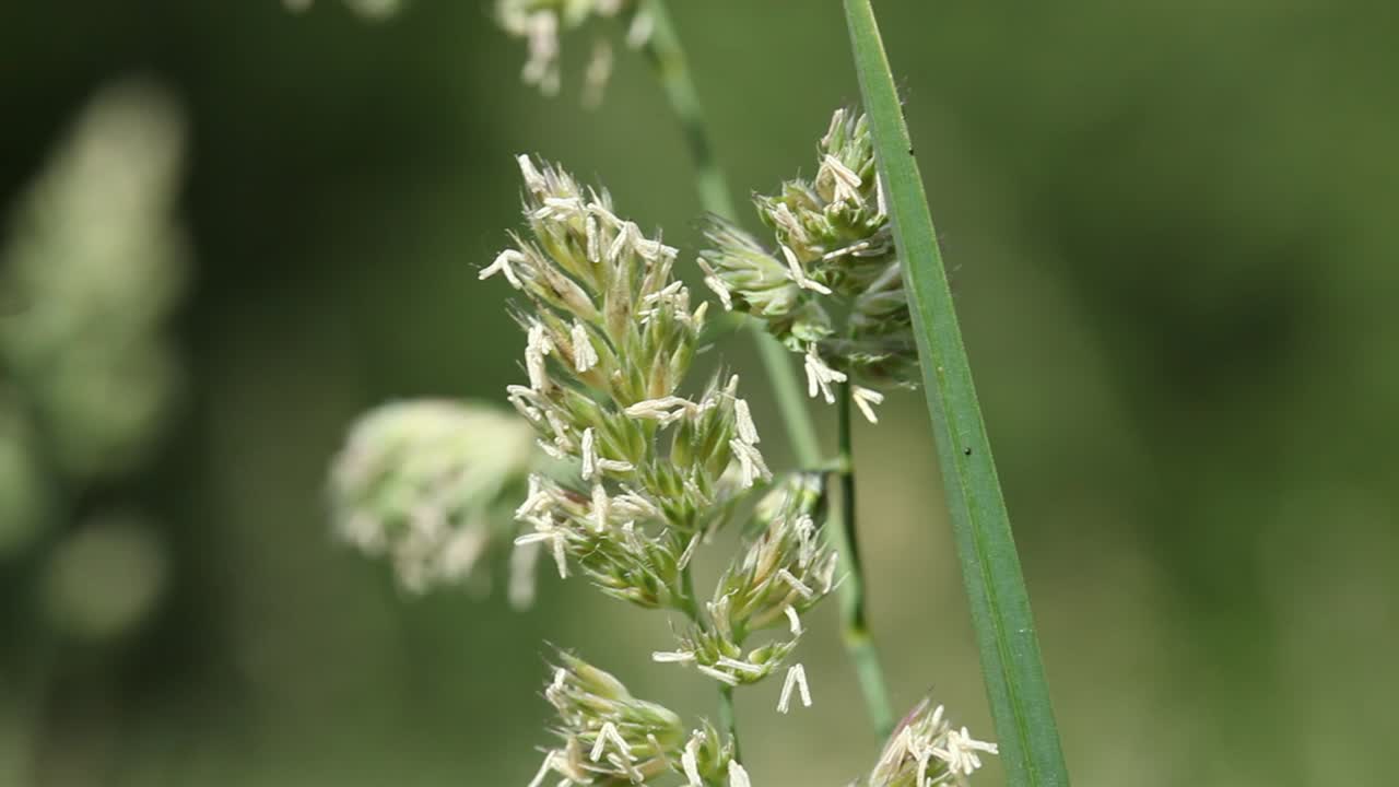 Closeup of a grass in flower. Early Summer. UK
