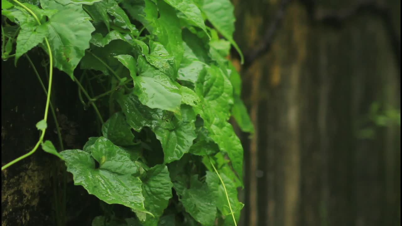 plantas húmedas en una pared