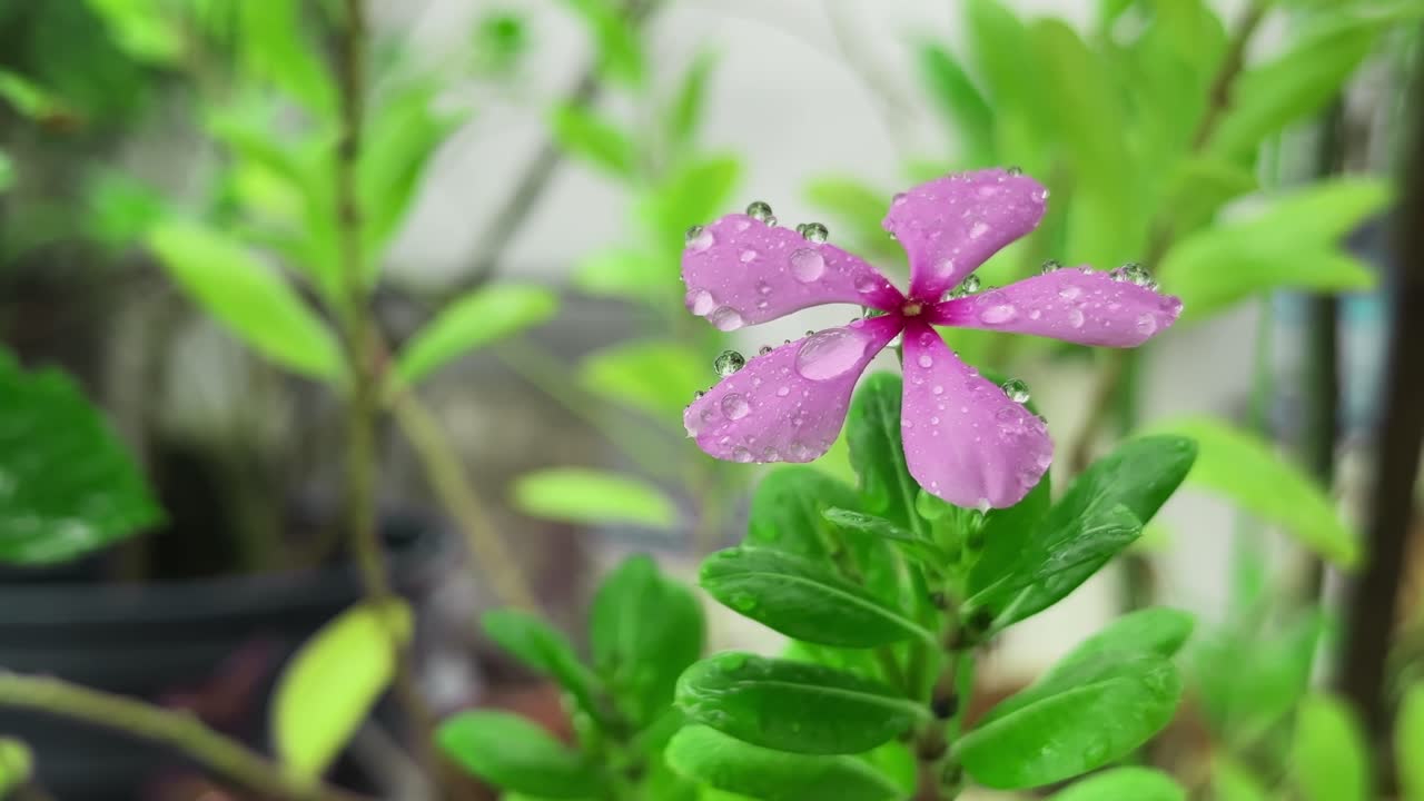 Pink Madagascar Periwinkle (Catharanthus roseus), its five petals adorned with numerous clear water droplets. The flower features a deeper pink hue creating a vibrant and hydrated botanical scene