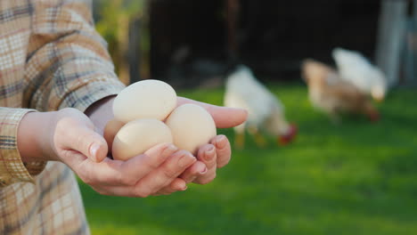 the farmer's hands hold a few eggs in the yard of his farm while chickens graze in the background