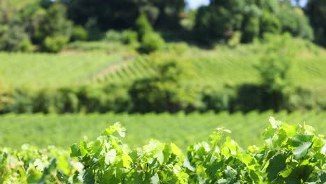 lush vineyard landscape with green grapevines